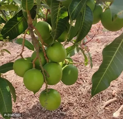 Natural Mango Plant-thumb2