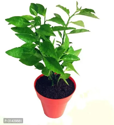 Natural Live Naagdon/Nagdon Dark Green Medicinal Plant-thumb0