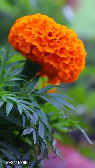 Marigold Plant