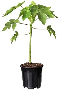 Natural Papaya Plant-thumb2