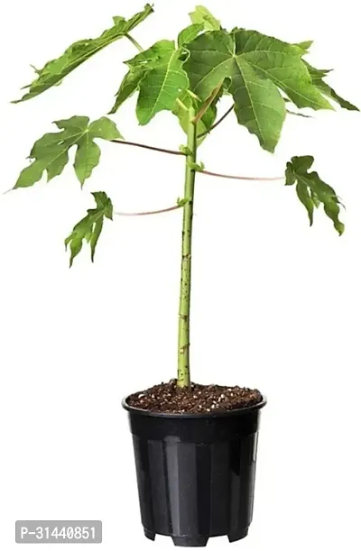 Natural Papaya Plant-thumb3