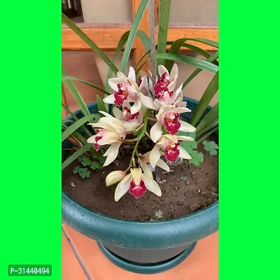 Natural Orchid Plant