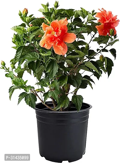 Natural Hibiscus Plant With Pot