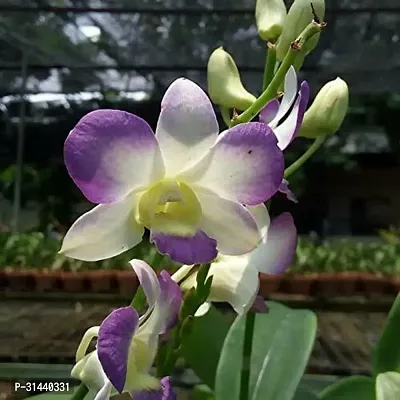 Natural Orchid Plant-thumb0