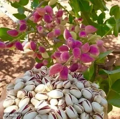 Natural Pistachio Plant