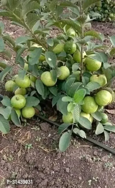 Natural Guava Plant-thumb0