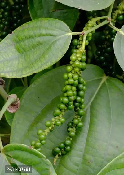 Natural Black Pepper Plant-thumb3