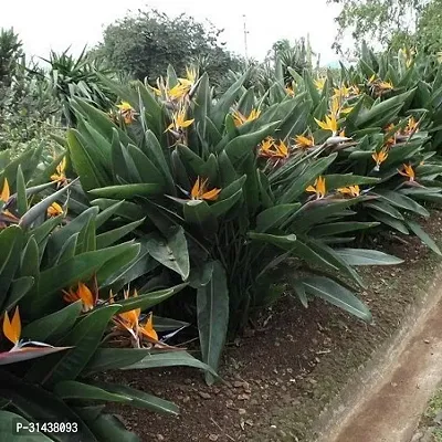 Natural Paradise Tree Plant