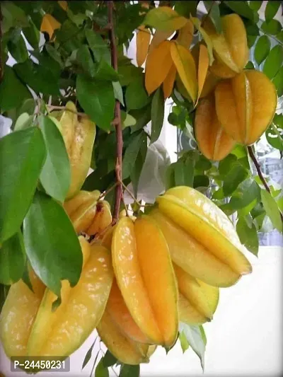 Natural Star Fruit Carambola Grafted Plant