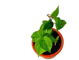 Natural Betel Leaf Plant-thumb2