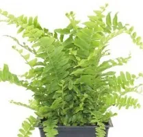 Natural Fern Plant-thumb1