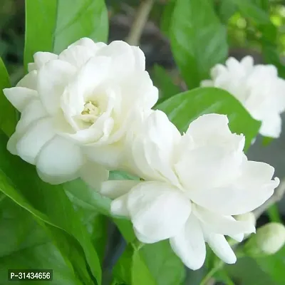 Natural Jasmine Plant With Pot-thumb2