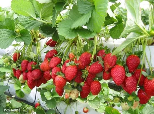 Strawberry Plant