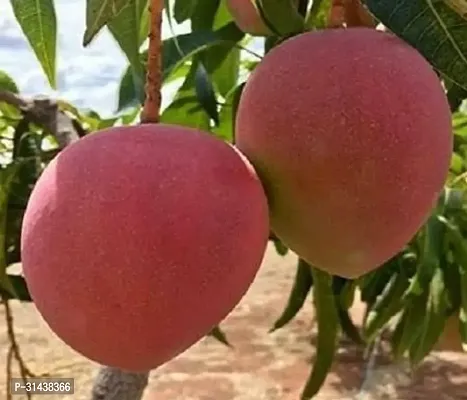 Natural Mango Plant-thumb0