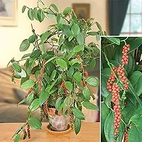 Natural Black Pepper Plant-thumb1