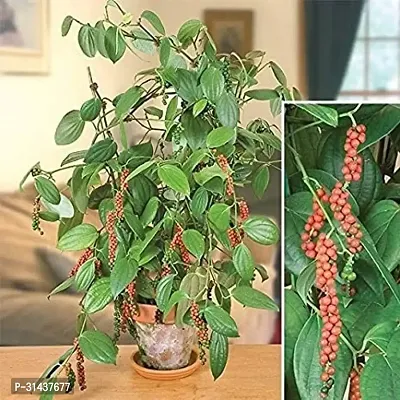 Natural Black Pepper Plant-thumb2