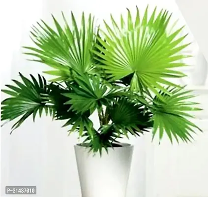 Natural China Palm Plant-thumb0