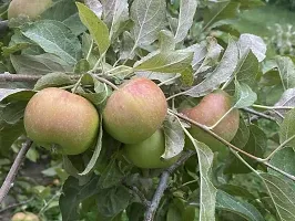 Natural Apple Plant-thumb2