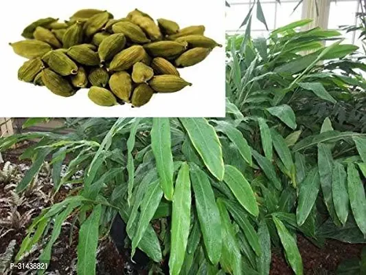 Natural Elaichi/Cardamom Plant-thumb0