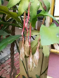 Natural Brahma Kamal Plant-thumb2