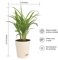 Natural Areca Palm Plant-thumb3