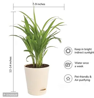 Natural Areca Palm Plant-thumb4