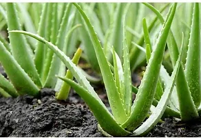 Aloe Vera Plant-thumb1