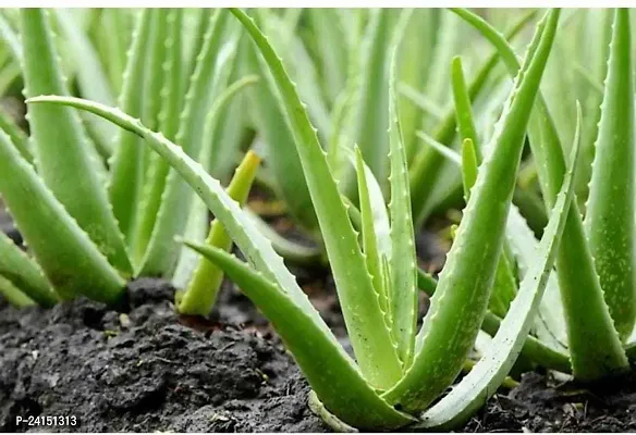 Aloe Vera Plant-thumb2