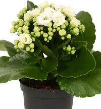 Natural Kalanchoe Plant-thumb2