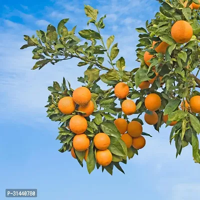 Natural Orange Plant-thumb2