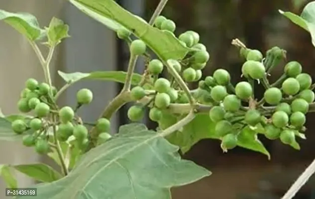 Natural Brinjal Plant