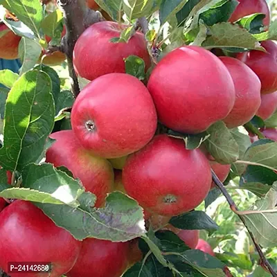 Apple Plant