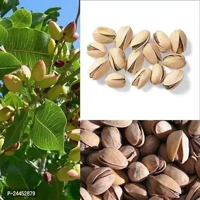 Natural Almond Plant-thumb0