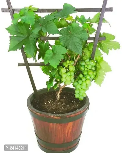 Grapes Plant