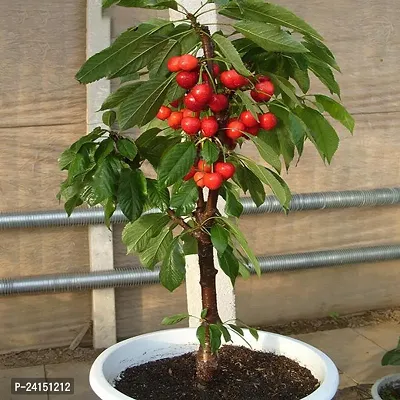 Cherry Fruit Plant