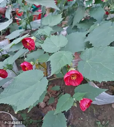 Natural Hibiscus Plant