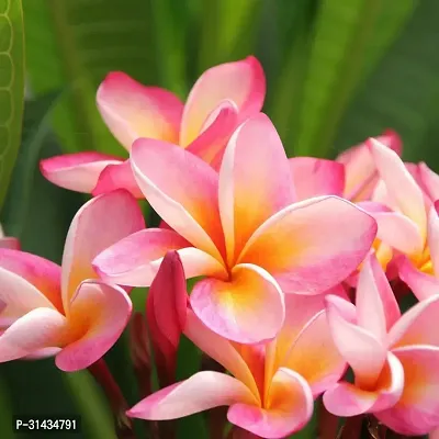 Natural Plumeria Plant