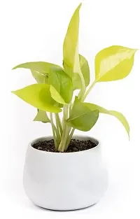 Natural Golden Money Plant-thumb2