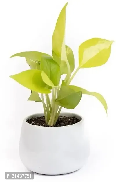 Natural Golden Money Plant-thumb3