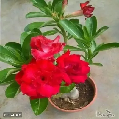 Natural Adenium Plant-thumb0