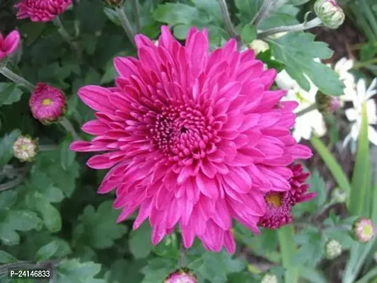 Chrysanthemums/ Guldavari Plant