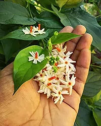 Natural Night Bloom Jasmine Plant-thumb1