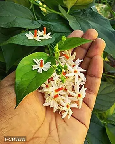 Natural Night Bloom Jasmine Plant-thumb2