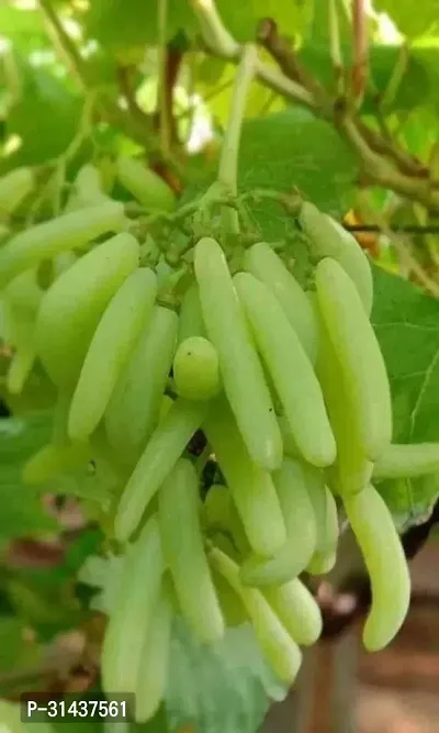 Natural Grape Plant-thumb0