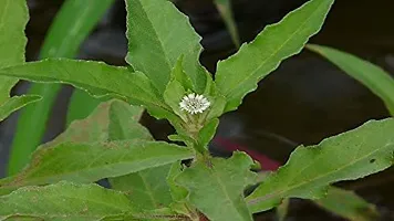 Natural Bhringraj Plant-thumb1