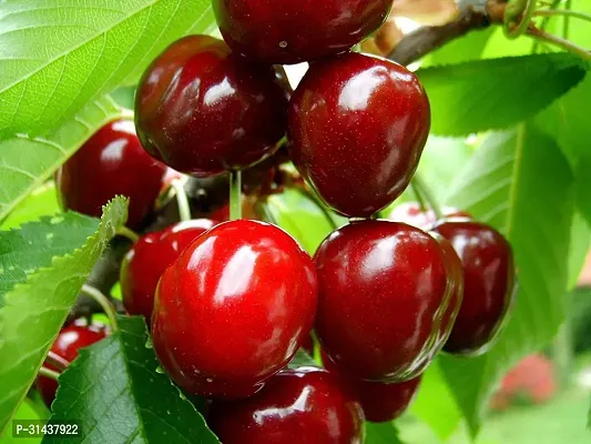 Natural Cherry Fruit Plant-thumb0