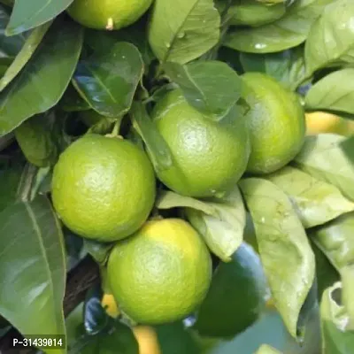 Natural Lemon Plant-thumb0