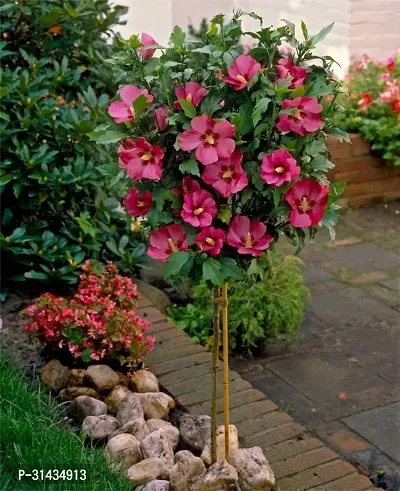 Natural Hibiscus Plant