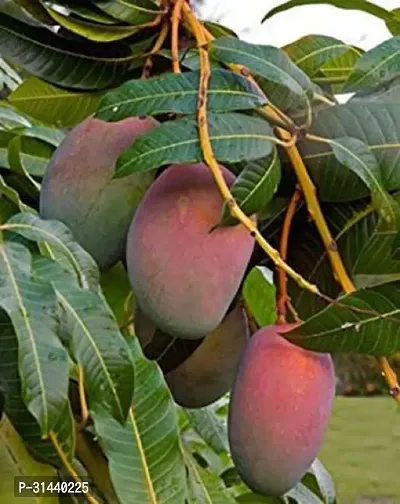 Natural Mango Plant-thumb0