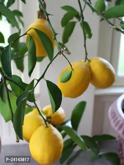 Lemon Plant